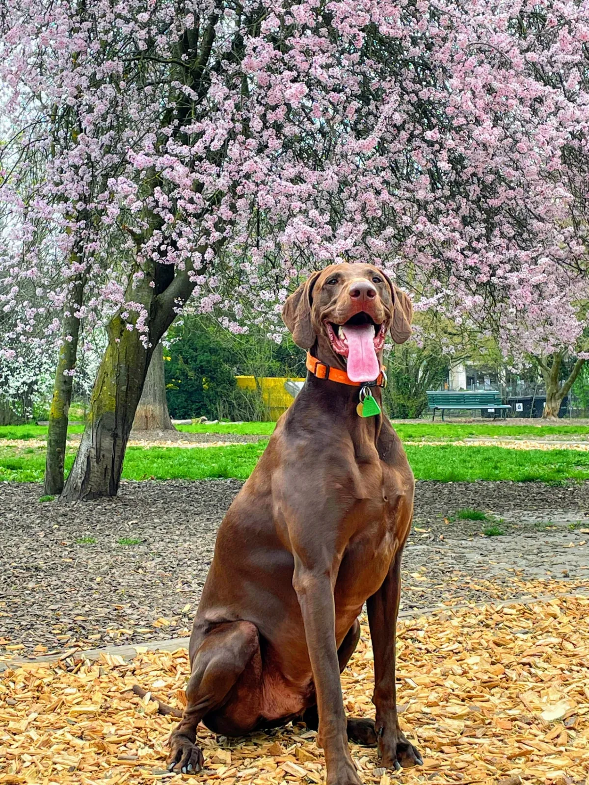 Rousseau the dog